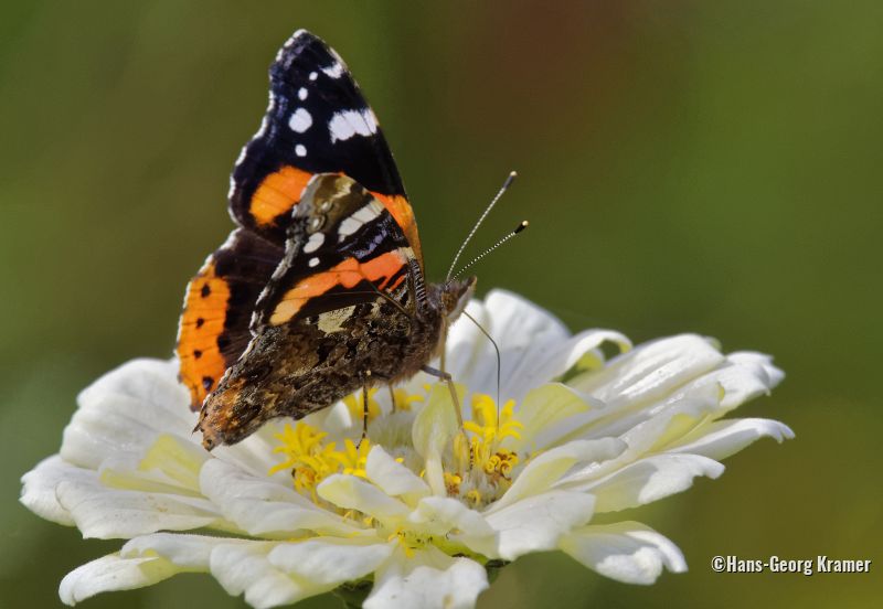 Schmetterling Admiral