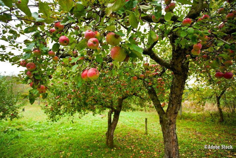 Obstwiese