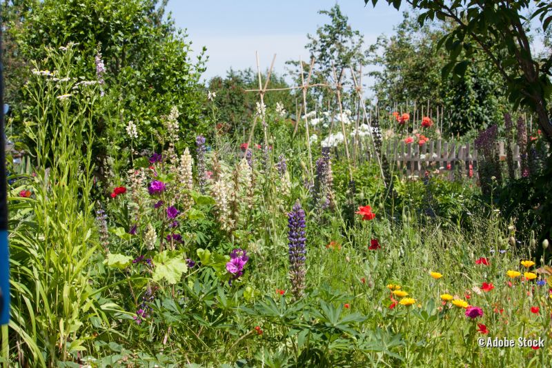 Blühender Garten im Sommer