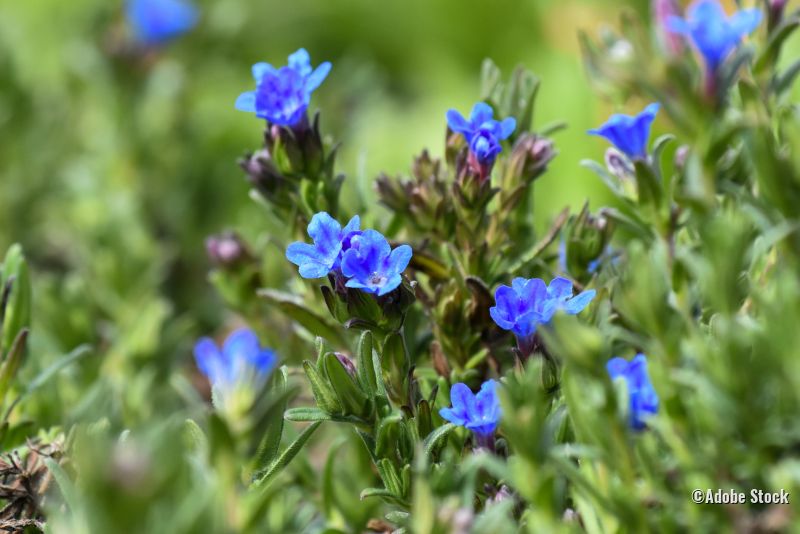 Blausternchen