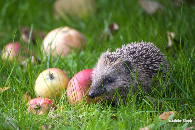 Igel auf Obstwiese