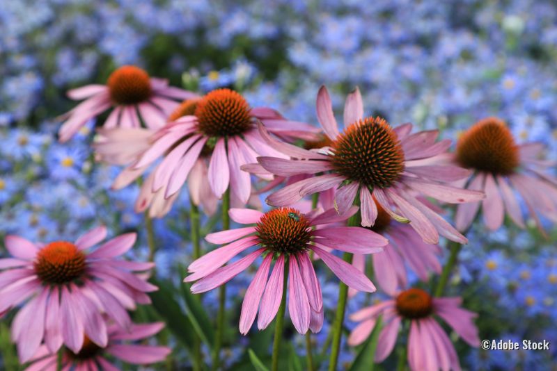 Echinacea - Sonnenhut 2