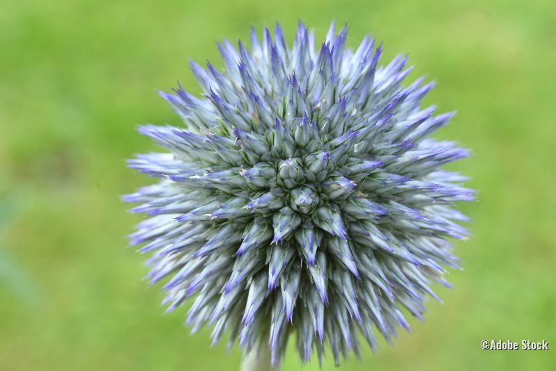 Blaue Kugeldistel