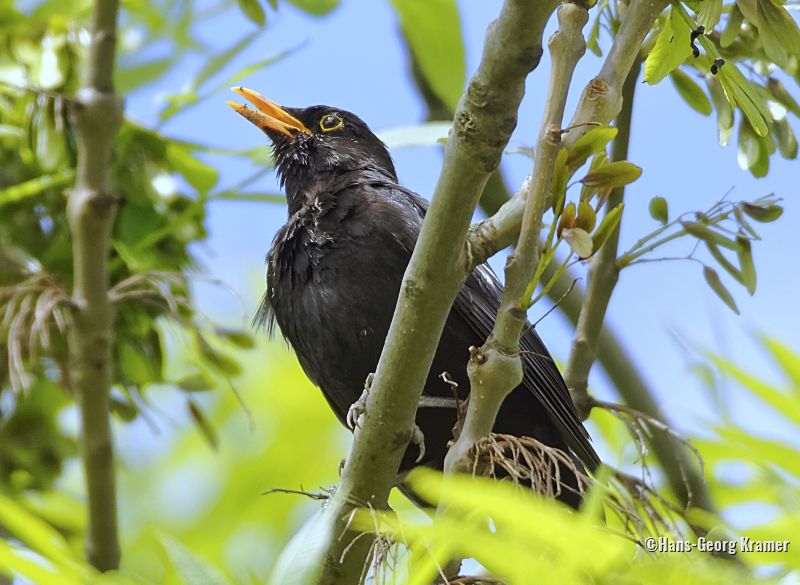 Amsel im Mai