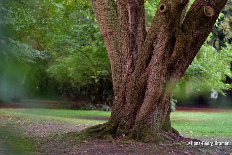 Baum in Wedel