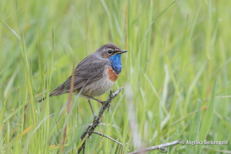 Blaukehlchen