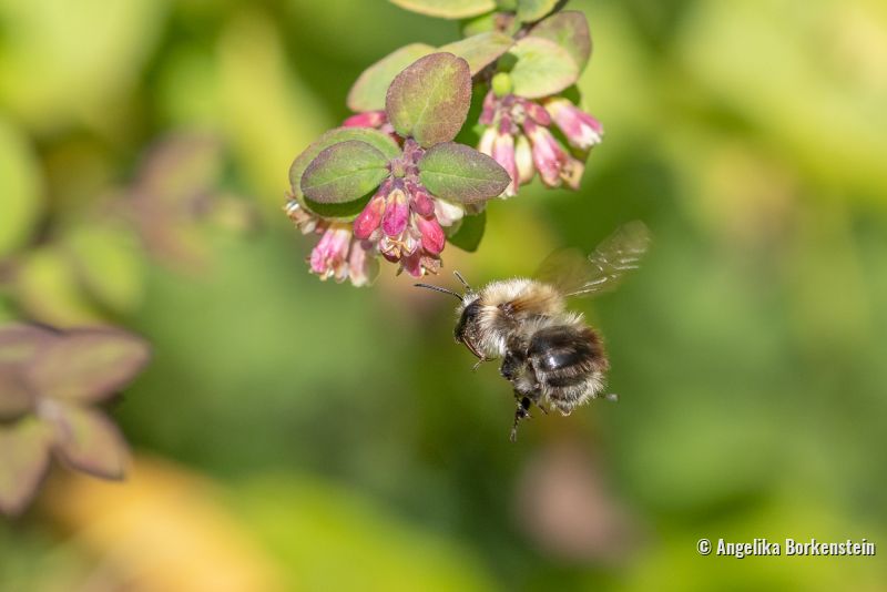 Biodiversität / Biologische Vielfalt erhalten