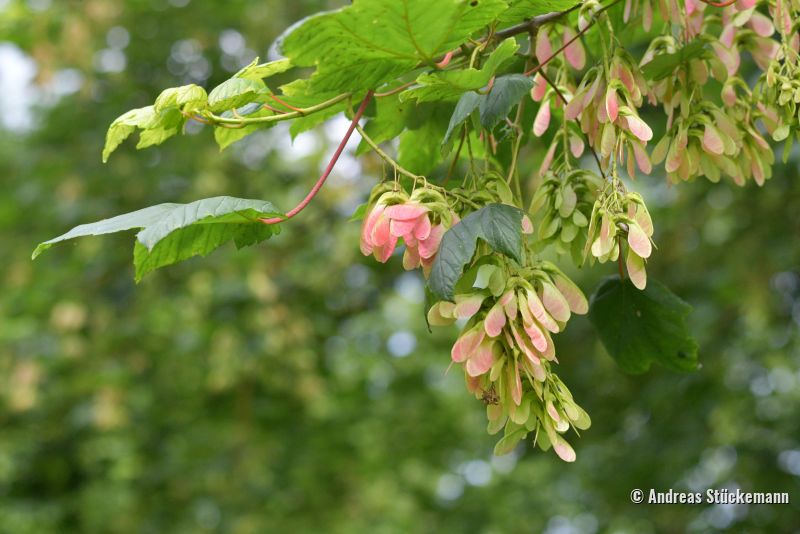 Wald & Bäume