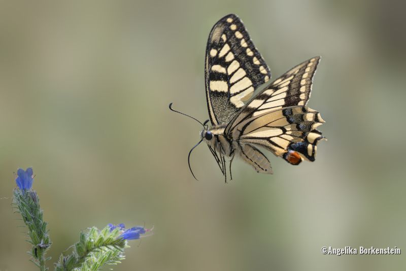 Schmetterling im Anflug an Blüte