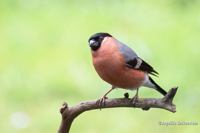 Vogel auf Zweig
