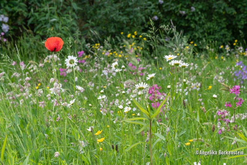 Blumenwiese mit Mohn