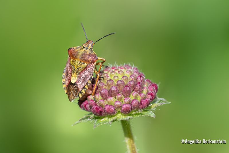 Käfer auf Blüte