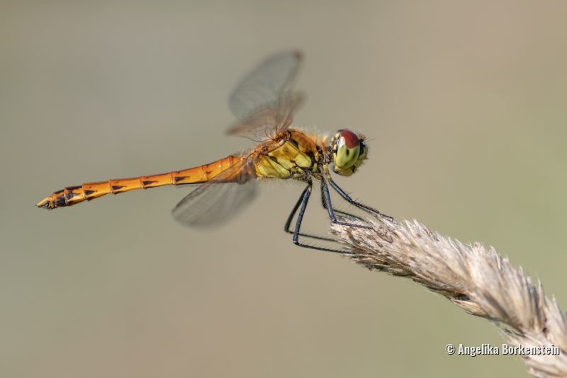 Insekten