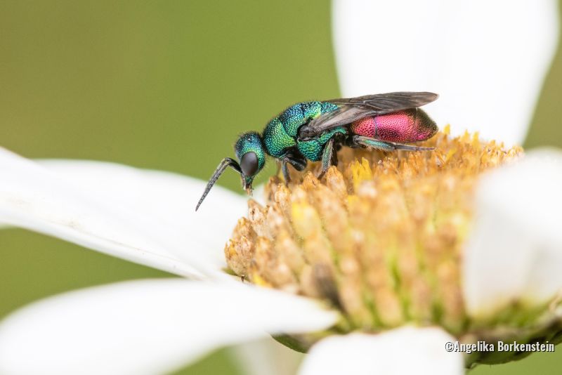 Käfer auf Blume
