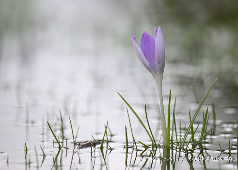 Blume im Wasser