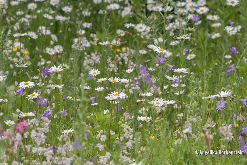 Wildblumenwiese