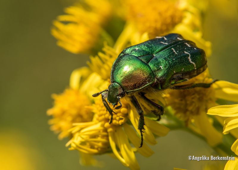 Käfer auf gelber Blume