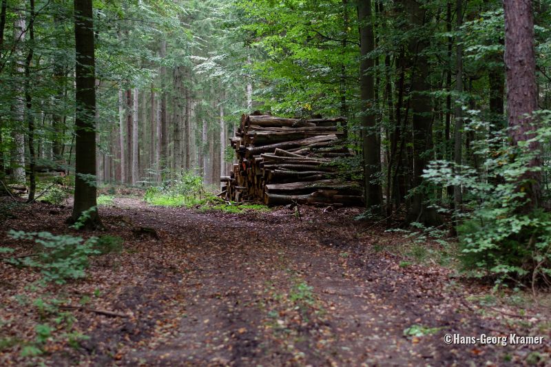 Holzstoß im Wald