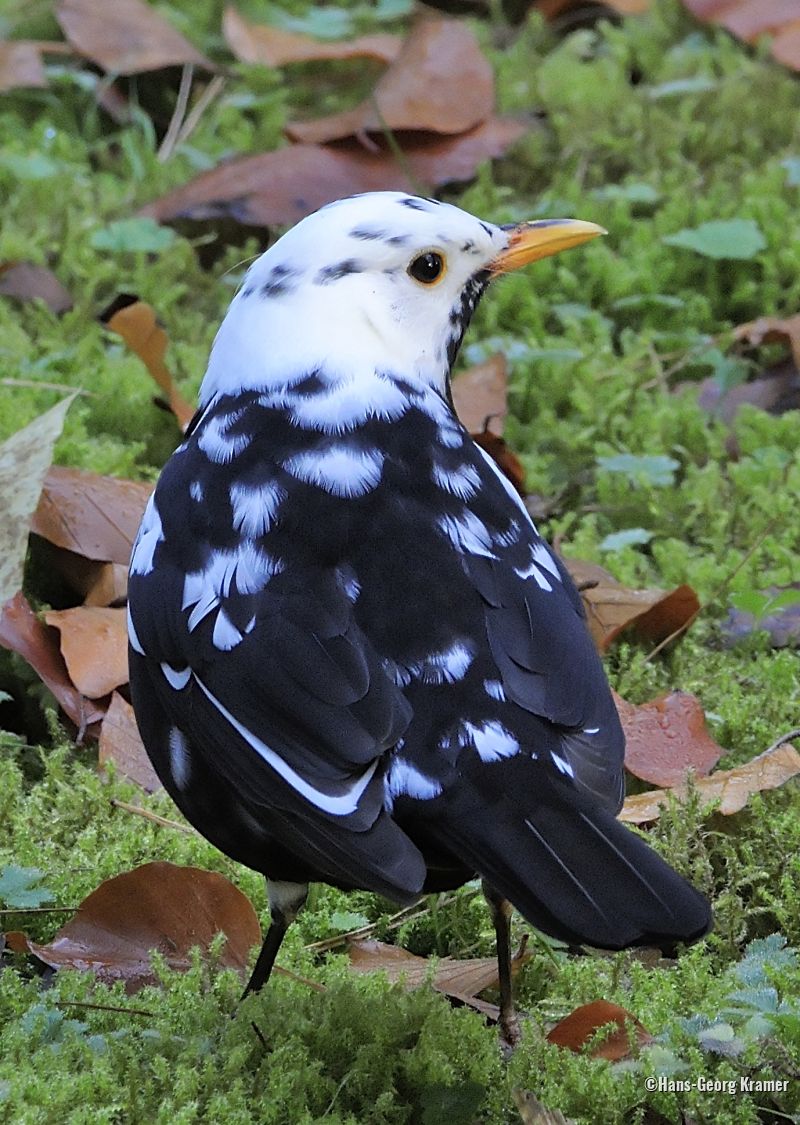 Leukistische Amsel