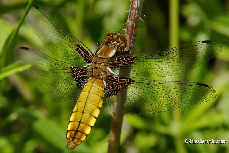 Libelle