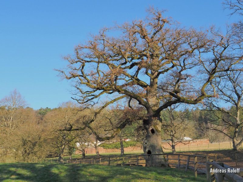 Richteiche in St. Gangolf / Saarland