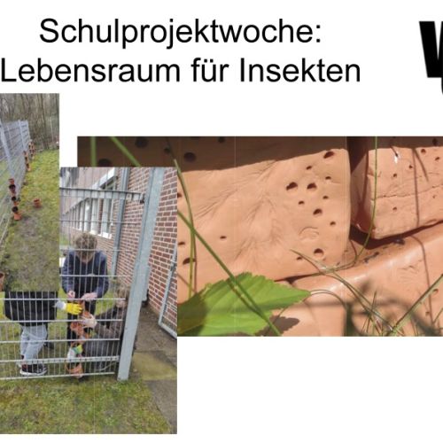 schulprojektwoche_insekten.jpg